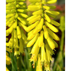 Kniphofia Lemon Popsicle