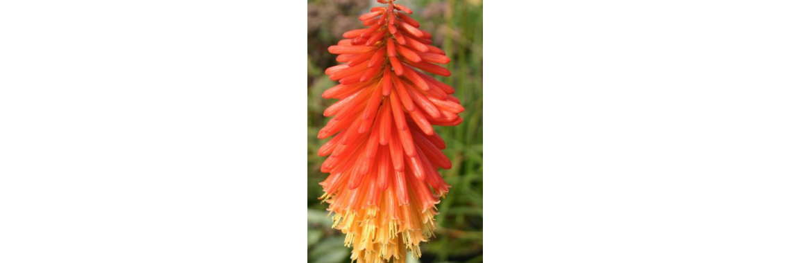 Kniphofia Papaya