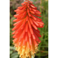 Kniphofia Papaya Popsicle