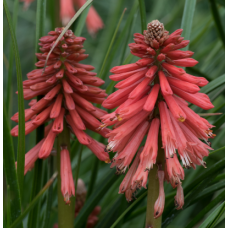 Kniphofia Red Bloom