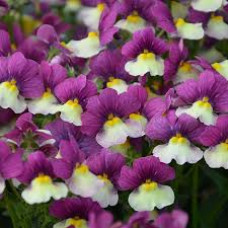 Nemesia Lady Jane