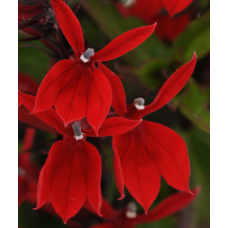 Lobelia Starship Scarlet