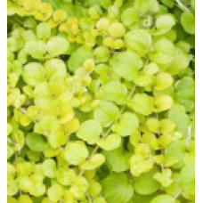 Lysimachia Aurea (Goldilocks)