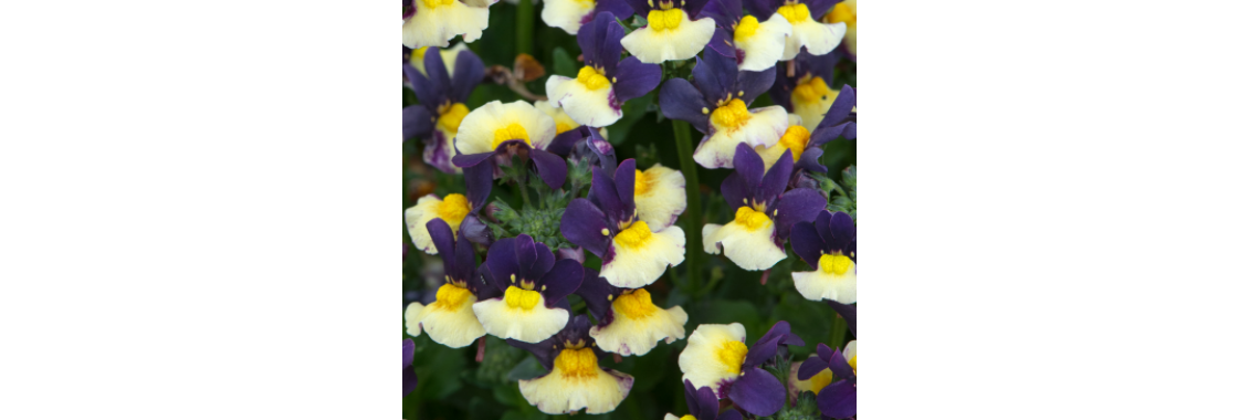 Nemesia Plums and Custard