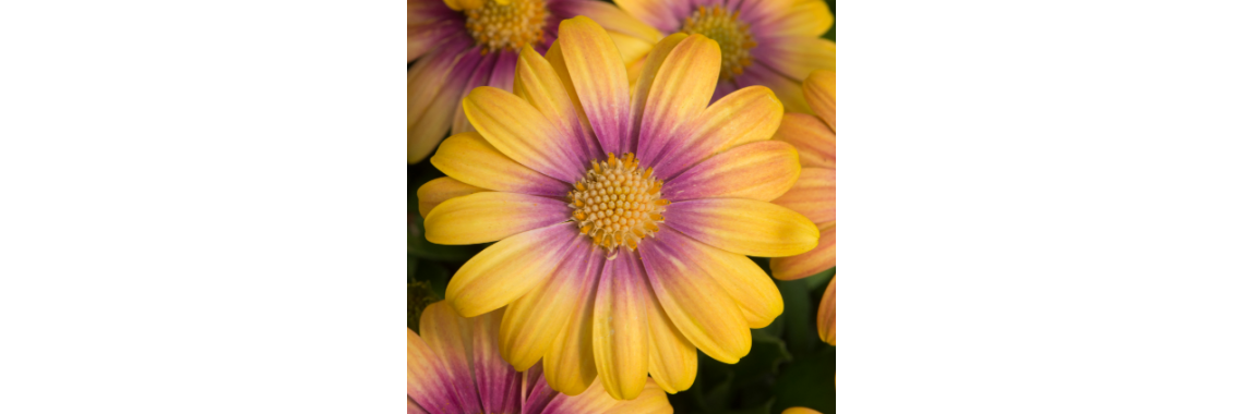 Osteospermum Blushing Beauty