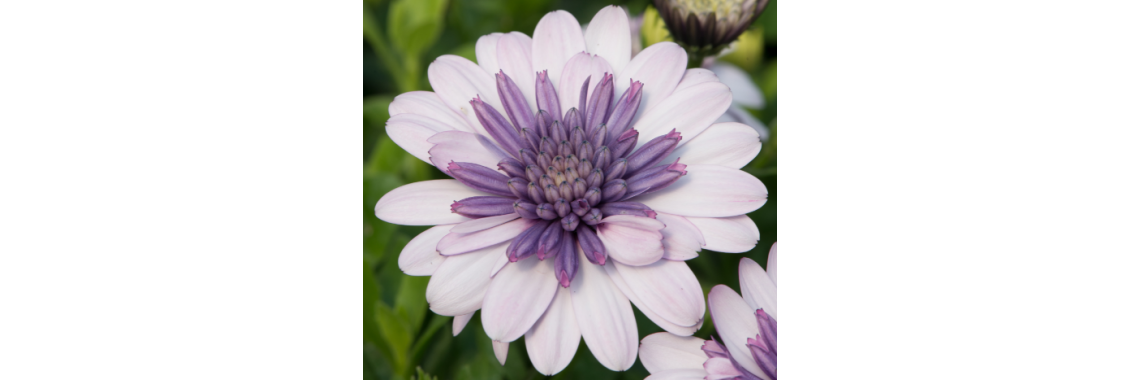 Osteospermum Double violet Ice