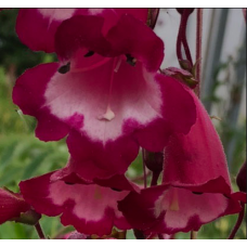 Penstemon Amelia Jane