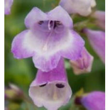 Penstemon Great Expectations