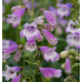 Penstemon Great Expectations