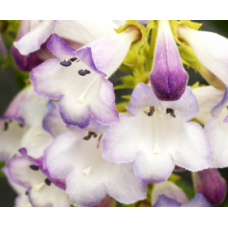 Penstemon Harlequin Lilac