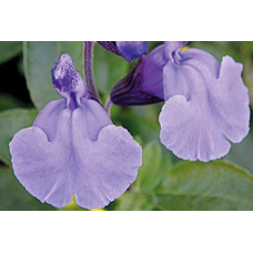 Salvia Blue Merced