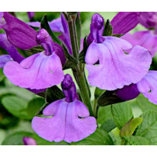 Salvia Cool Violet