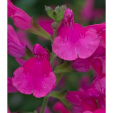 Salvia Day Glow