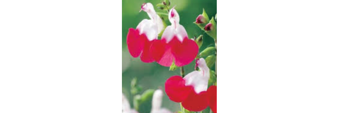 Salvia Hot Lips