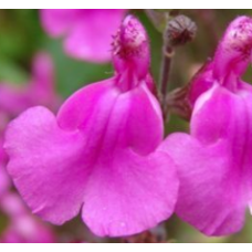 Salvia Cool Pink