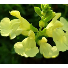 Salvia Lemon Light