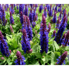 Salvia Sensation Deep Blue