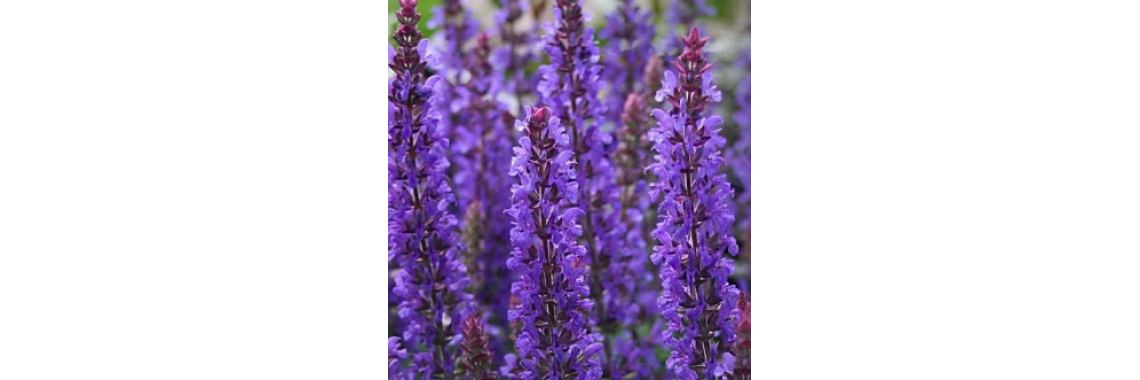 Salvia Sensation Deep Blue