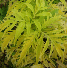 Sambucus Sutherland Gold