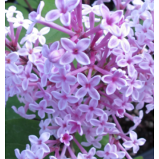 Syringa Josee (Lilac bush)