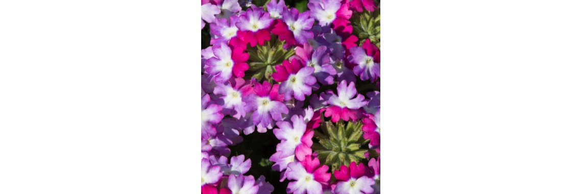 Verbena Sparkler Purple Blues