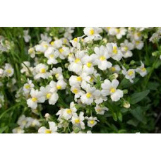 Nemesia Wisley vanilla