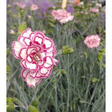 Dianthus Gran's Favourite