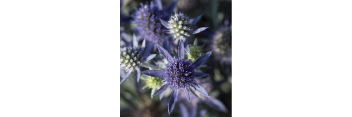 Eryngium Planum Blue Hobbit