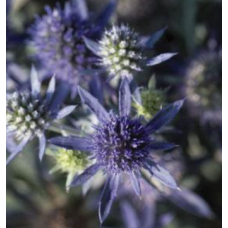 Eryngium Planum Blue Hobbit