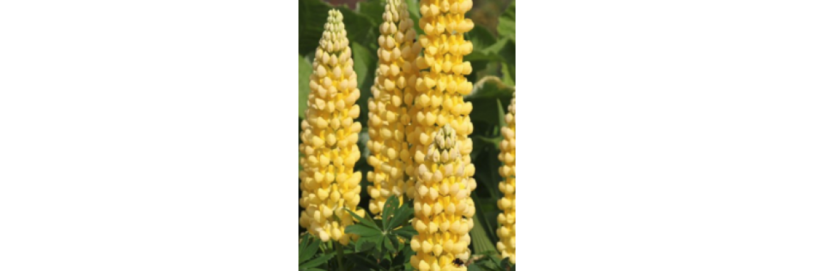 Lupin Gallery Yellow