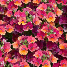 Nemesia Tropical